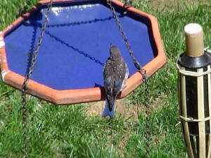 juvenile-bluebird-on-birdbath.jpg